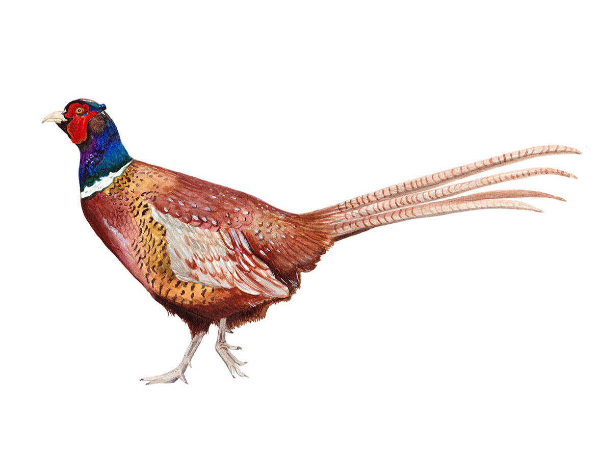 Pheasant/ Realistic Animal Illustration